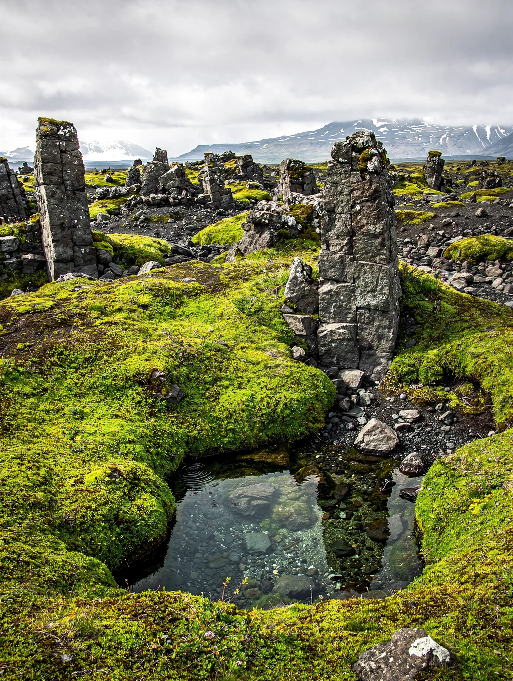 Vibrant green moss covering volcanic lava fields in Iceland